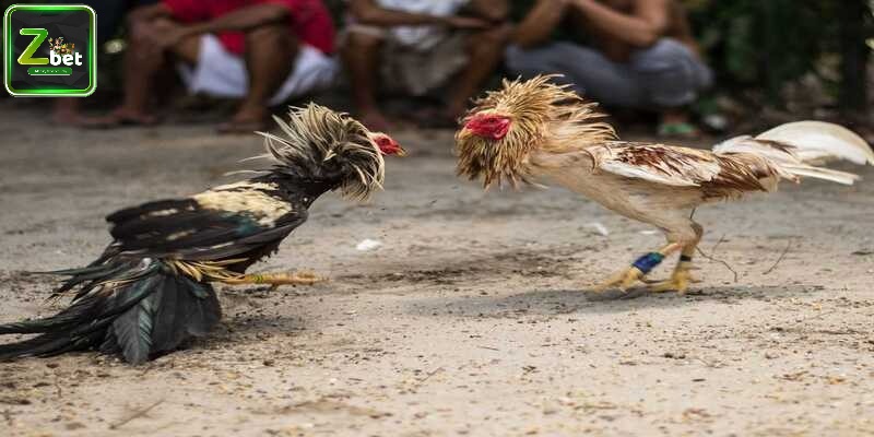 Bet thủ tham gia đặt cược đơn giản